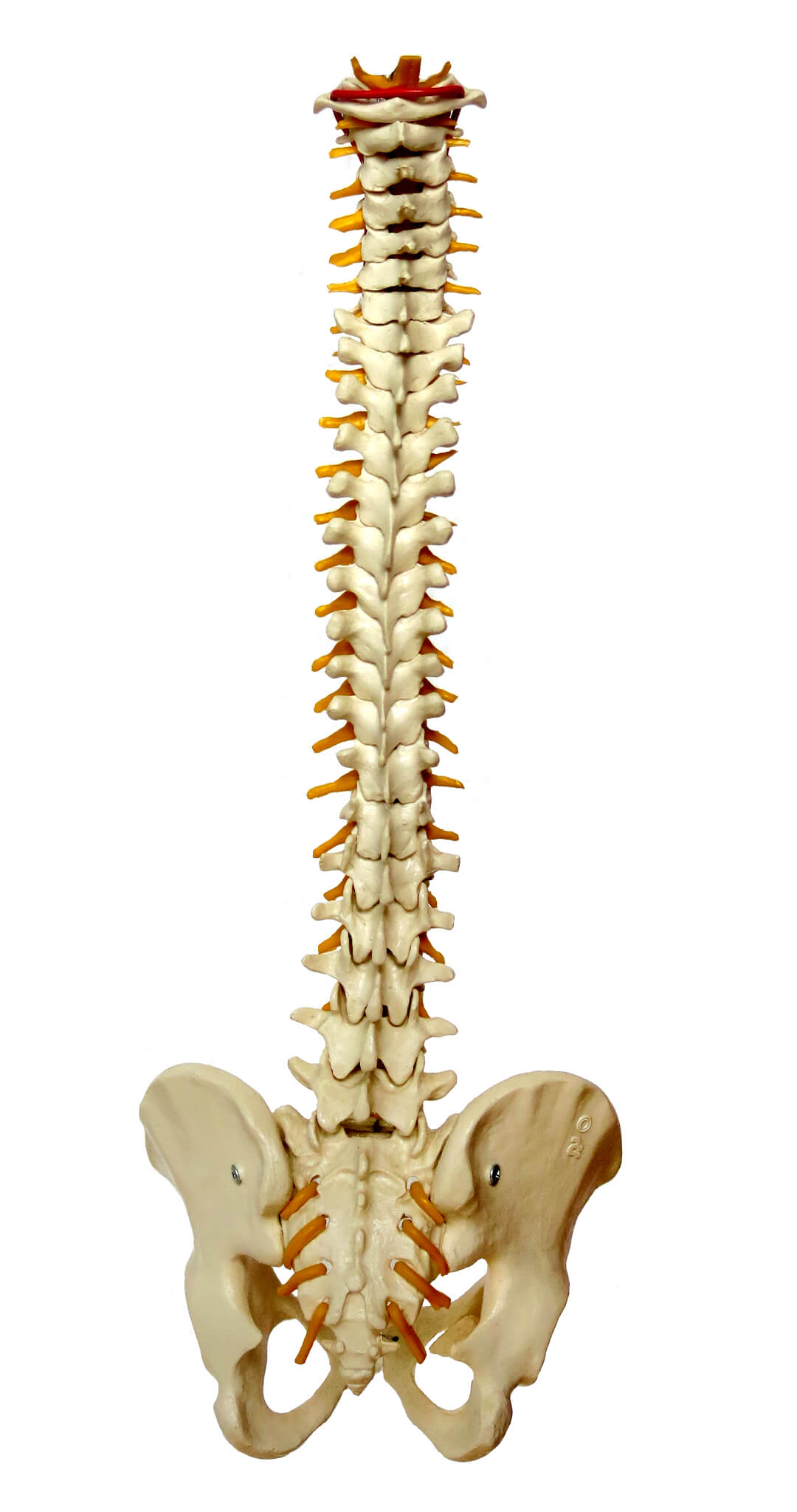 Interactive Spine